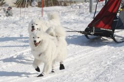 Lenk 2012 SM